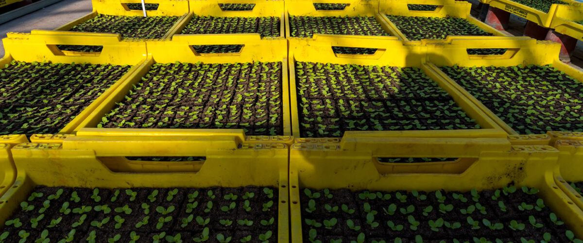 Greenplantsmimikos_2