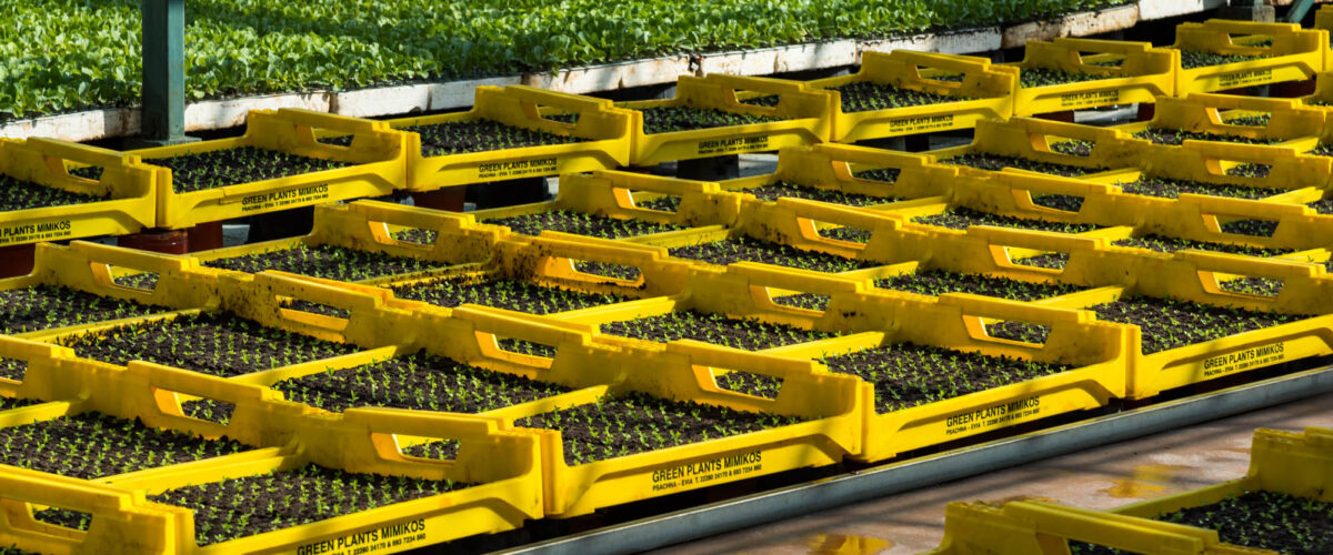 interior_1-green-plants-mimikos