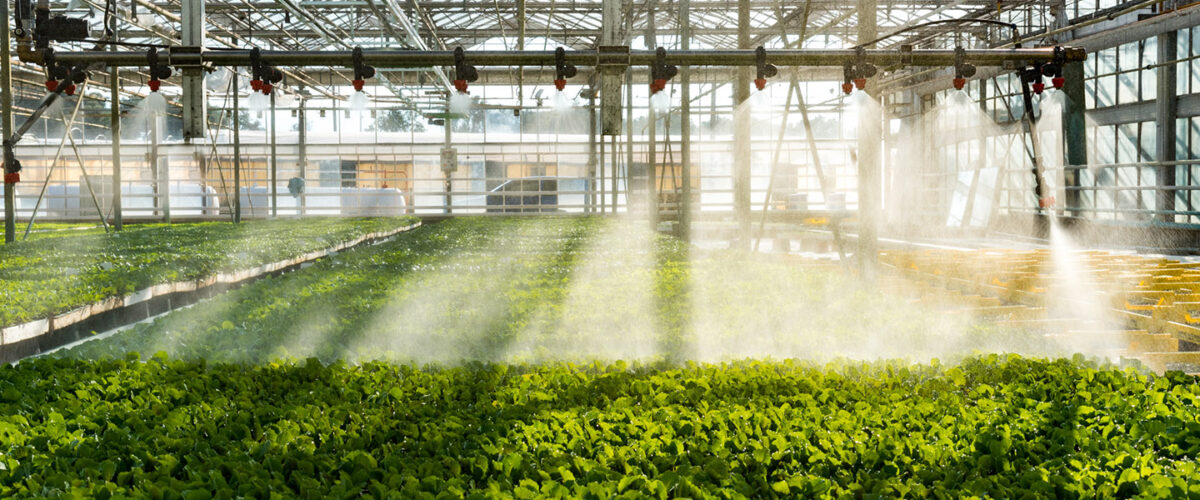 interior_4-green-plants-mimikos