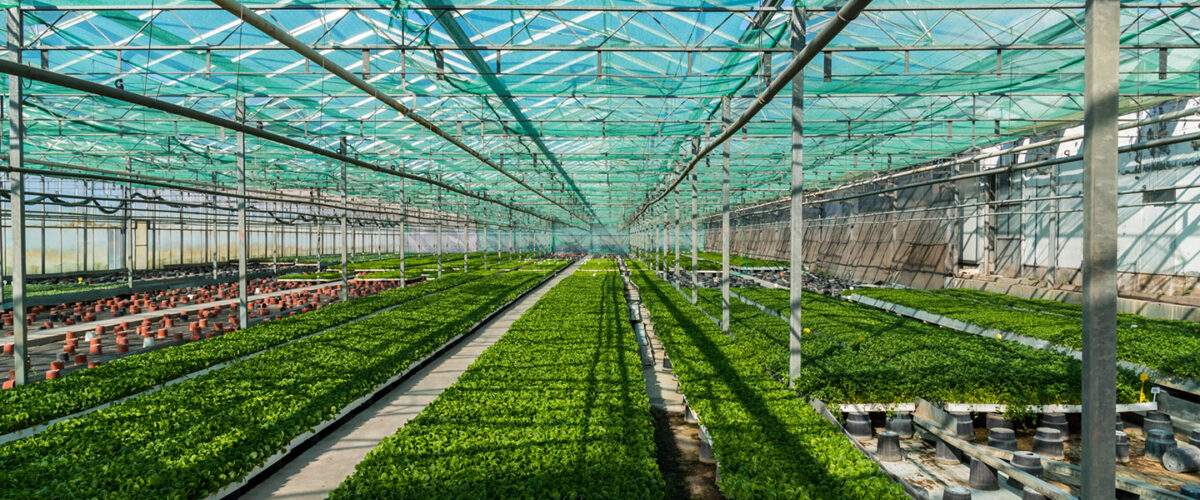 interior_5-green-plants-mimikos